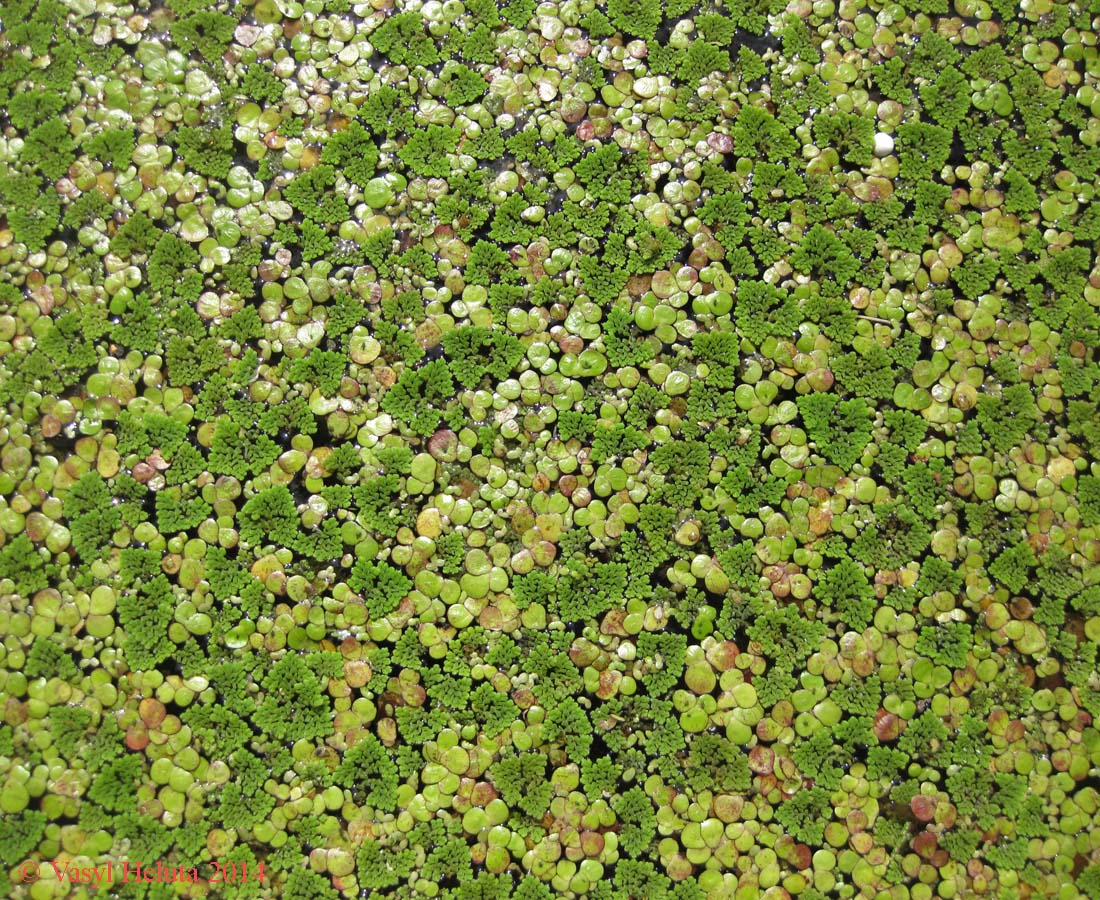 Изображение особи Azolla caroliniana.