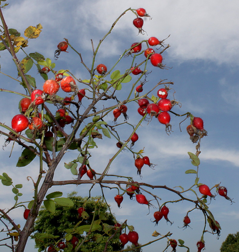 Image of Rosa villosa specimen.