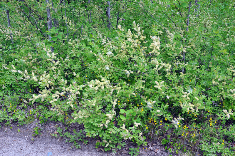 Image of Salix aurita specimen.