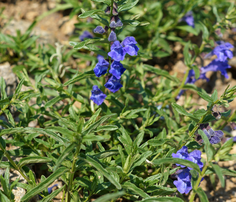 Изображение особи Scutellaria scordiifolia.