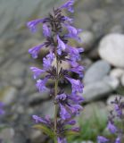 Nepeta sibirica