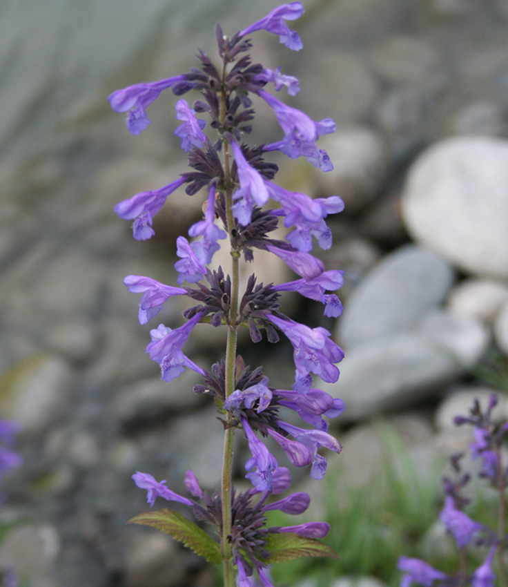 Изображение особи Nepeta sibirica.