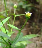 Galinsoga parviflora. Побег с соцветием. Краснодарский край, Кущевский р-н, станица Шкуринская, тенистая часть сада. 04.08.2009.