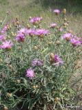 Centaurea jacea ssp. substituta