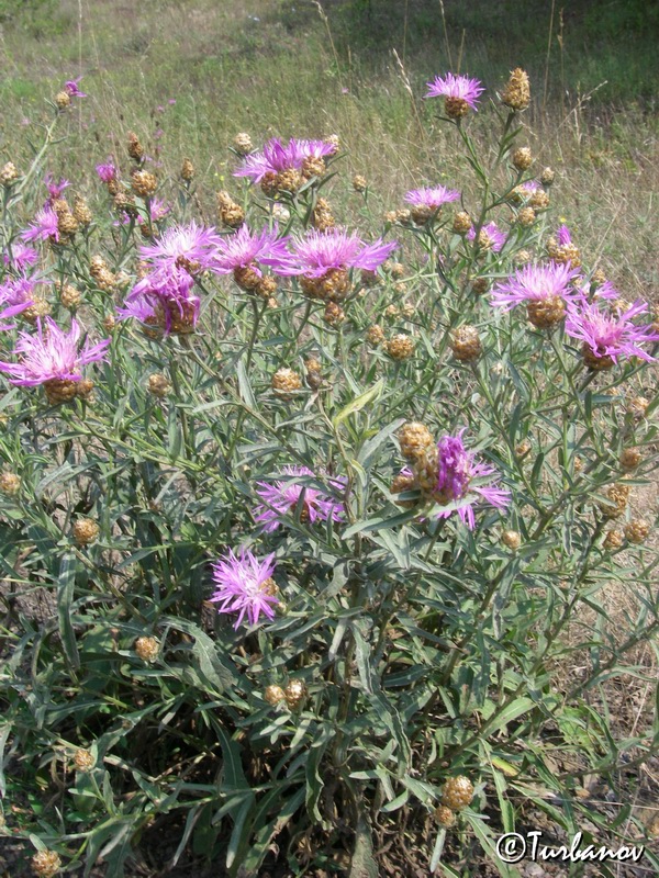 Изображение особи Centaurea jacea ssp. substituta.