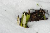 Lysichiton camtschatcensis