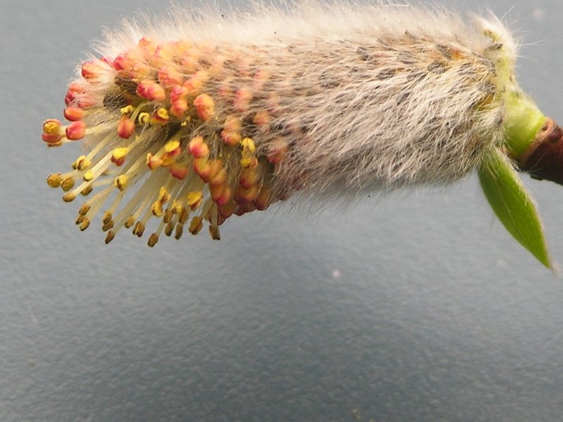 Изображение особи Salix udensis.