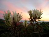 Castilleja pavlovii
