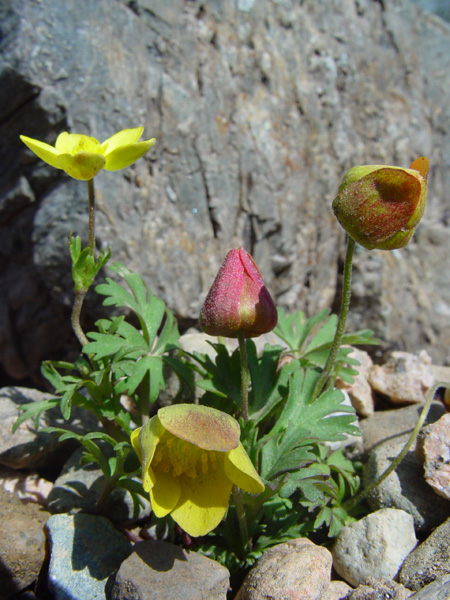 Image of Anemone gortschakowii specimen.