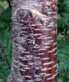 Betula concinna