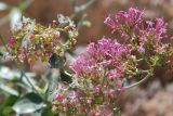 Centranthus ruber. Часть соцветия и созревающие плоды. Греция, Дельфы. 09.06.2009.