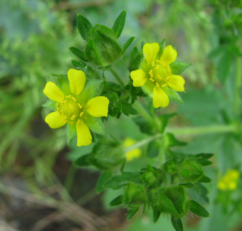 Изображение особи Potentilla norvegica.