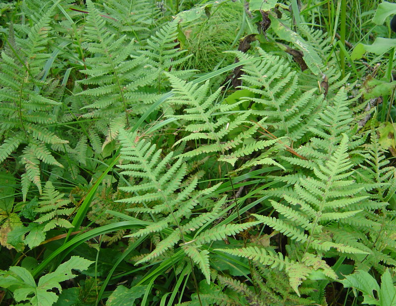 Image of Phegopteris connectilis specimen.
