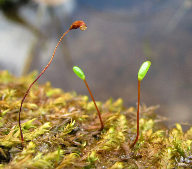 Изображение особи Leptodictyum riparium.