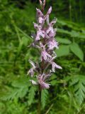 Dactylorhiza fuchsii