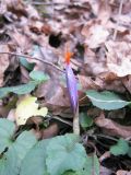 Crocus speciosus. Зацветающее растение на опушке горного леса. Краснодарский край, окр. станицы Крепостной. 29.11.2009.