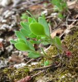 Hylotelephium triphyllum