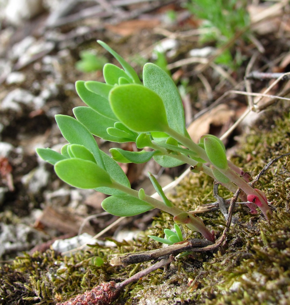 Изображение особи Hylotelephium triphyllum.