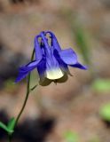 Aquilegia sibirica. Цветок. Иркутская обл., берег озера Байкал, окр. пос. Большие Коты, опушка сосново-лиственничного леса. 03.07.2015.