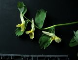 Corydalis talpina