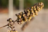 Vitex agnus-castus. Часть соплодия. Черногория, окр. пос. Каменово, горный склон у моря, обочина пешеходной дорожки. 11.10.2014.