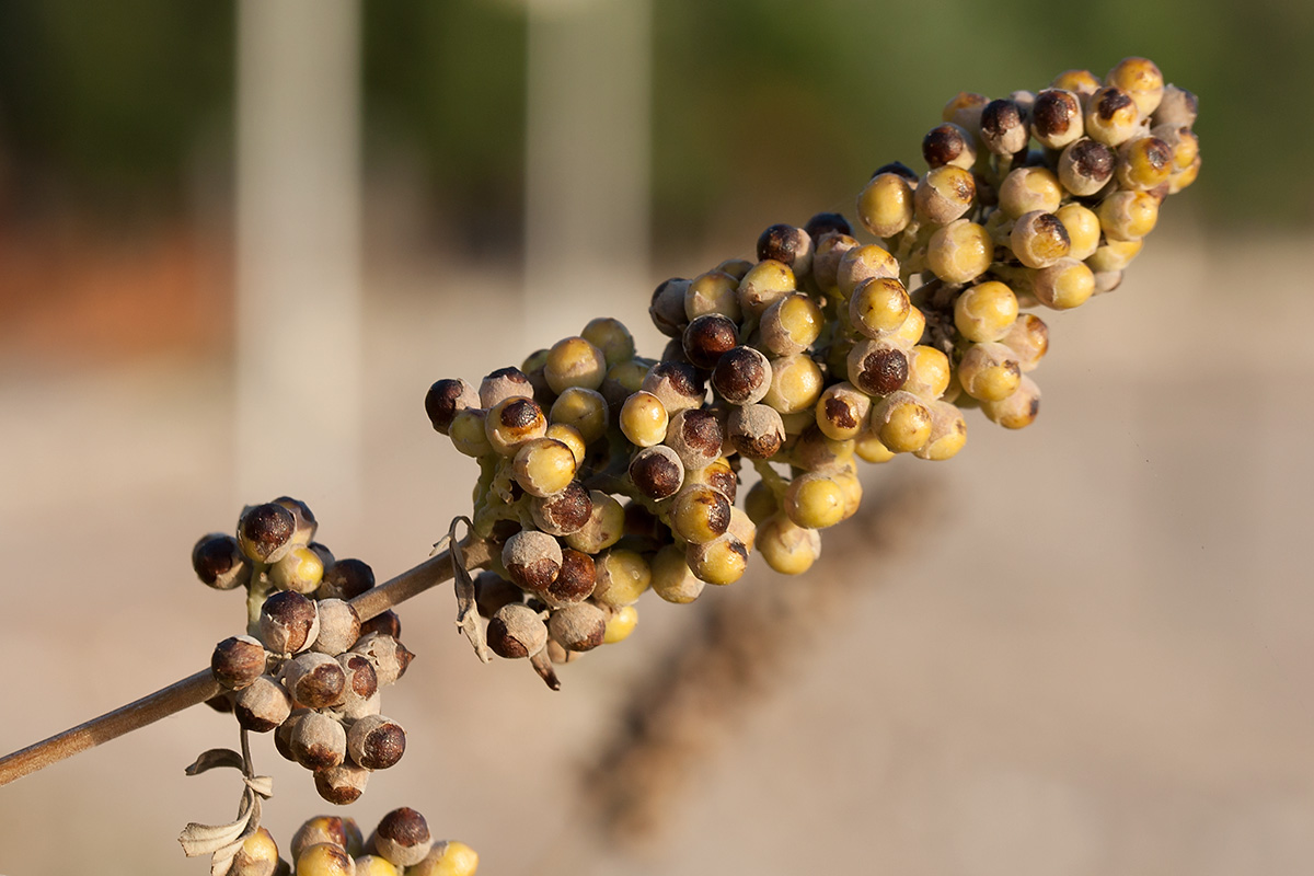 Image of Vitex agnus-castus specimen.