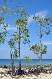 Bruguiera gymnorhiza. Взрослые деревья во время отлива. Андаманские острова, остров Хейвлок. 01.01.2015.