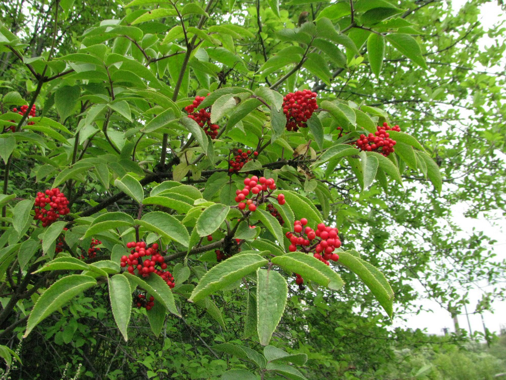 Изображение особи Sambucus sibirica.