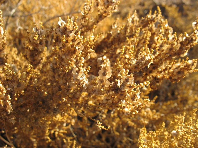 Image of Salsola nodulosa specimen.