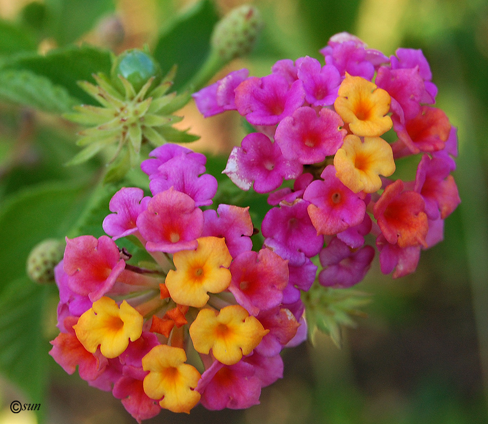 Изображение особи Lantana camara.