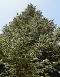 Abies pinsapo