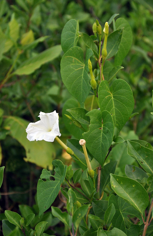 Изображение особи Ipomoea violacea.