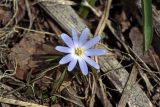 Anemone caucasica