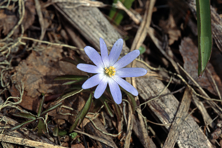 Изображение особи Anemone caucasica.