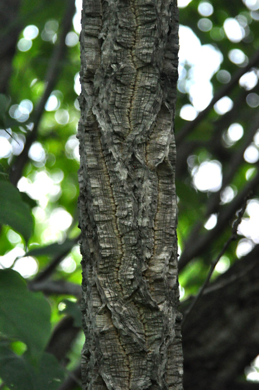 Image of Phellodendron amurense specimen.