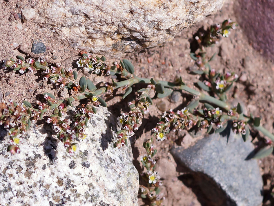 Изображение особи Polygonum aviculare.