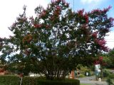 Lagerstroemia indica