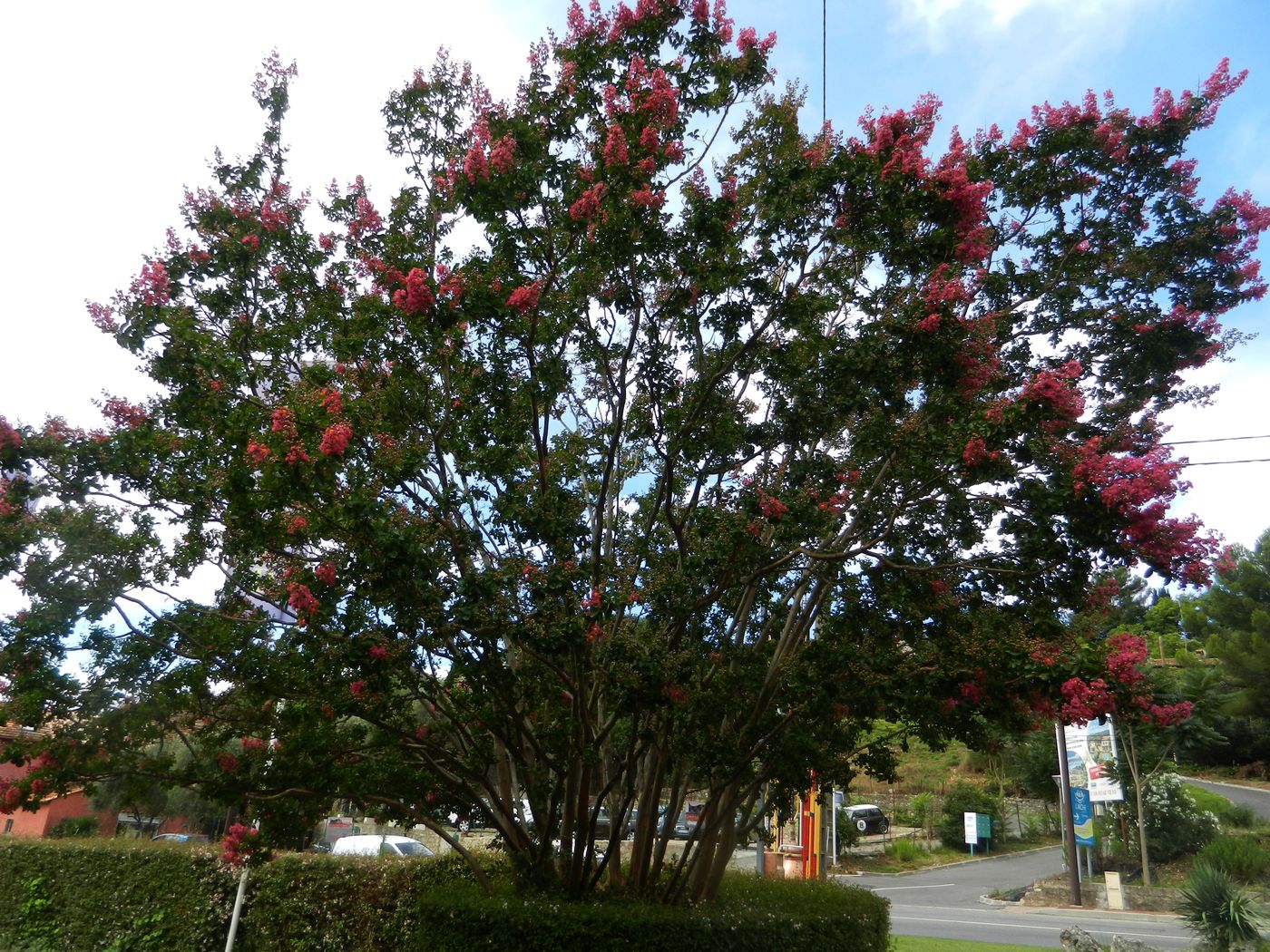 Image of Lagerstroemia indica specimen.