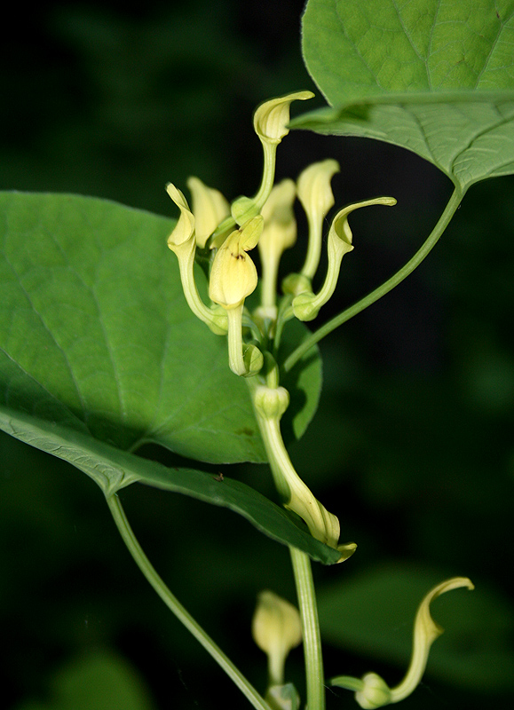 Изображение особи Aristolochia clematitis.