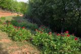 Paeonia peregrina