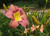 Hemerocallis × hybrida
