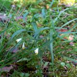 Melampyrum pratense