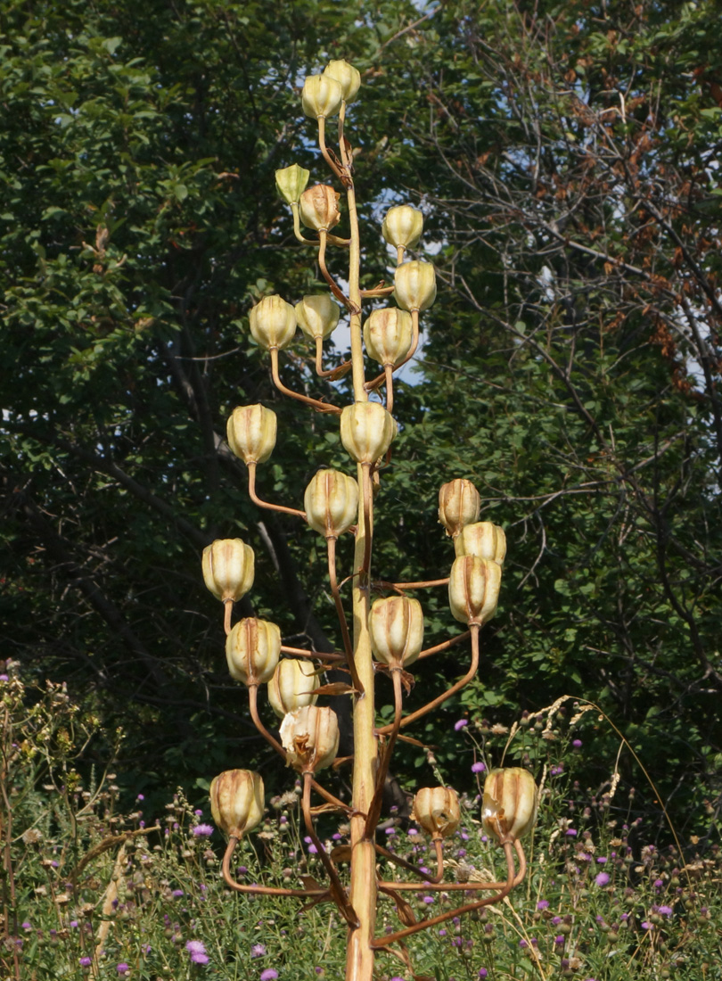 Image of Lilium pilosiusculum specimen.