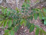 Phyllanthus angustifolius. Побеги. Австралия, г. Брисбен, ботанический сад. 26.09.2015.