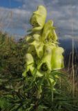 Aconitum confertiflorum. Верхушка побега с соцветием. Адыгея, Кавказский биосферный заповедник, Фишт-Оштенский массив, перевал Узуруб, выс. ≈ 1950 м н.у.м., каменистый склон. 30.08.2015.