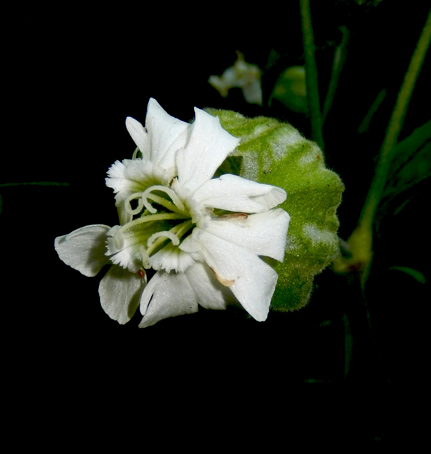 Изображение особи Melandrium latifolium.