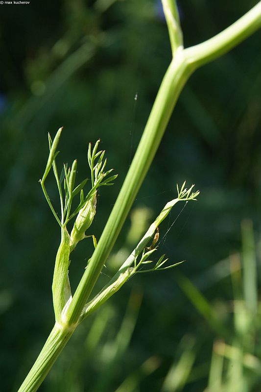 Изображение особи Cenolophium fischeri.