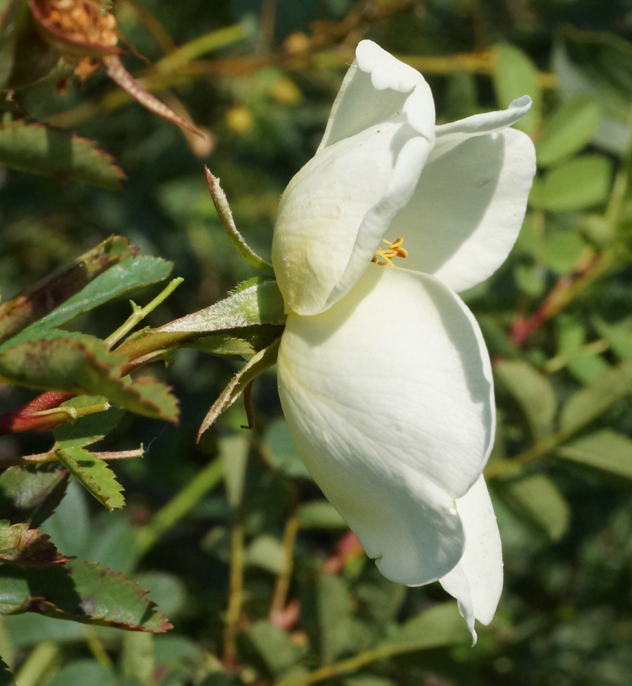 Image of Rosa spinosissima specimen.