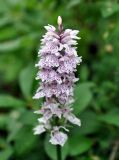 Dactylorhiza fuchsii. Соцветие. Тува, Тоджинский р-н, долина р. Аржаан-Хем, ≈ 1600 м н.у.м., заросли кустарников на берегу реки. 06.07.2015.