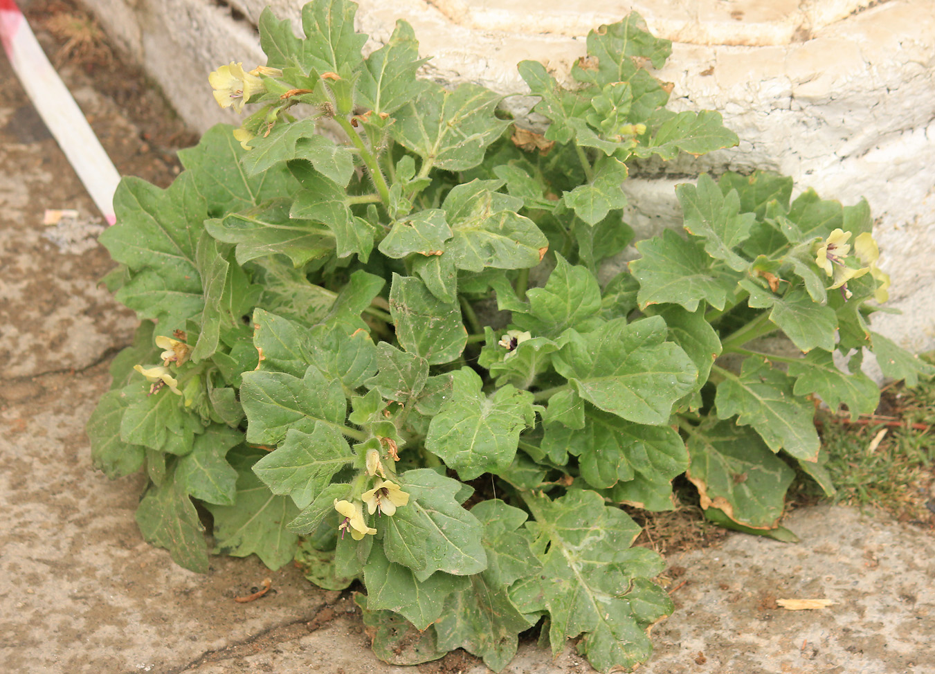 Image of Hyoscyamus albus specimen.